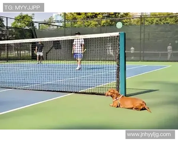 深入探讨北京网球队技术表现的数据分析与提升策略